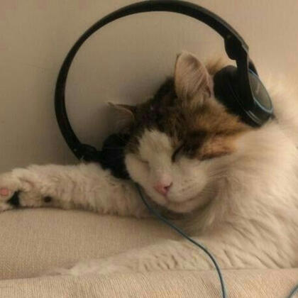 a cat wears headphones while sleeping on a white bed